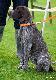  DIANA DIOR v.d. Waltakke (Archie Keiviento x KS Silny v.d. Waltakke)