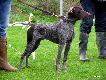  DUCO v.d. Waltakke (Archie Keiviento x KS Silny v.d. Waltakke)