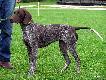 DUCA BAILEY  v.d. Waltakke (Archie Keiviento x KS Silny v.d. Waltakke)