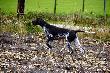 NERDA Hubertwka znad Parsety (Archie Keiviento x Fiona Kajminia)