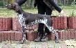 NERDA Hubertwka znad Parsety (Archie Keiviento x Fiona Kajminia)
