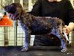 Wingmark`s ETNA - 7 weeks