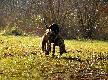 AKITA (Archie Keiviento x Akita Ayla v.d. Lutevelde)
