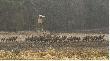 zdj�cie z dzisiaj 16.03.14, godz. 11.00
Jak wida� ta wichura da�a si� we znaki r�wnie� jeleniom skoro w po�udnie wychodz� na pole? ps.  i to 500 m. od obwodnicy miasta Opola!!!