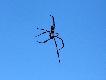 Zdj�cie 87. Grubszy zwierz, jakie� 10-12 cm d�ugo�ci. Sieci grube jak �y�ka w�dkarska nr +/- '10, ale du�o mocniejsze.. 