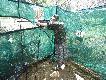 Zdj�cie 101.
Czaty na plantacji. Owe plantacje to kilkana�cie kilometr�w kwadratowych, w wi�kszo�ci sady i winnice, ale jakie� 10% powierzchni to te� busz, i tam zwierzyna sp�dza�a czas podczas pracy przy owocach. I tam wi�kszo�� zwierzyny si� strzela, tylko ma�py i je�ozwierze cz�ciej w sadzie ni� w krzakach. Czatuje si� albo w miejscach odpowiednich w danej chwili, albo w takich zamaskowanych czatowniach w miejscach, gdzie zwierz szczeg�lnie cz�sto si� pojawia.