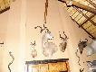 Zdj�cie 106.
Niesamowity byk kudu, prawy r�g d�ugo�ci 73 cali, niestety lewy wyra�nie mniejszy, wi�c rekordem nie jest..
