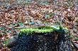 20.03.2014r. Taki okaz si� trafi�