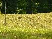 zaj�cze wy�cigi w samo po�udnie przy moim ranczu