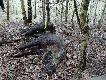 Dzik strzelony na idealn� komor�, przez jednego z Koleg�w wczoraj wieczorem - niemal nie do uwierzenia, bo �cie�ka do�� trudna - jak na taki strza� - ok.270m w tym ostatnie 70m bez farby(!). Kaliber 308Win, Kula 11,7g RWS. Postrza�ek bardzo trudny do odnalezienia bez psa. Szerszy opis na stronce. Darz B�r!
