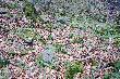 13.04.2014r. Pierwszy z dzisiejszych dw�ch, tak go zobaczy�em:)