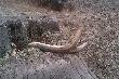 13-04-2014 Wracaj�c przez las z wyprawy na ryby ,zaszed�em w 2 miejsca i oto takiego p� zrzuta podnios�em:) 