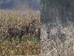 05-04-2014 Zastanawia�em si� czy wrzuca� takie s�abe foty. Bo to i daleko i pada� deszcz. Ale ostatnio zn�w pr�bowa�em zdybac tego koz�a na wielkim polu kukurydzy gdzie pasie si� kilkana�cie saren i ponad 100 �urawi. Nie wysz�o. Siedzia� na �rodku pola. Potem mo�e sobie gdzie� p�jdzie.