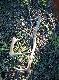 1.05.2014 wczorajszy spacer w terenie dwa �wie�e jeden po�amaniec i �smak