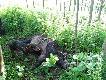 Kr�tka �cie�ka treningowa, wycinek Kolegi po�o�y� si� po nieca�ych 50m. Darz B�r!