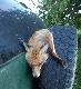 mia� by�  kozio� jest lis 