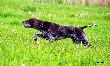Archie w st�jce :)