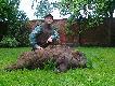 Po zmianie amunicji na RWS EVO ju� nie trzeba by�o szuka� dzika z psem,przelatek 50kg