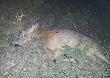 18.05.2014r  g. 20:40  6NR II kl w.  Pierwszy rogacz sezonu. 