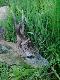 Najs�abszy rogacz w tej okolicy. Opr�cz niego by�y jeszcze 3 wid�aki i 1 sz�stak w I klasie wieku.