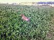 DIANA DIOR (Archie Keiviento x KS Silny v.d. Waltakke) w st�jce