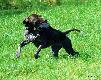 CHELSEA ANABEL v.d Waltakke (Archie Keiviento x Dumka v.d. Waltakke) 