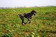 DIANA DIOR (Archie Keiviento x KS Silny v.d. Waltakke) 