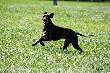 CHIARA TESS v.d Waltakke (Archie Keiviento x Dumka v.d. Waltakke) 