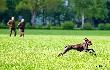 CHIARA TESS v.d Waltakke (Archie Keiviento x Dumka v.d. Waltakke) 