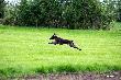 NIKE MAX v.d. Slotbosse - Heide (Archie Keiviento x Floor Luna v.d Slotbosse - Heide)