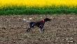 NIGA FRIDA Hubert�wka znad Parsety (Archie Keiviento x Fiona Kajminia)
