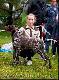NEFRA Hubert�wka znad Parsety (Archie Keiviento x Fiona Kajminia)