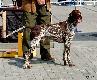 IGO z Czarciego Uroczyska (Archie Keiviento x Fenka Kajminia)