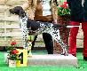 IZIS NUTKA  z Czarciego Uroczyska (Archie Keiviento x Fenka Kajminia)