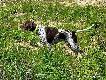 IWO KALIBER z Czarciego Uroczyska (Archie Keiviento x Fenka Kajminia) w st�jce