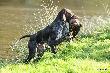 TARA v.d. Blanke Biele (Archie Keiviento x Kyra v.d. Blanke Biele)