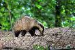 20-05-2014. Przy norach. Wysz�y 20.20. Pobawi�y si� troch� i porozchodzi�y po lesie. Fajnie by�o poogl�da�. Ale fotki tam zrobi� w cieniu li�ciastego lasu po zachodzie S�o�ca ci�ko. Tu na pocz�tku czas 1/3 sekundy a potem by�o tylko gorzej.