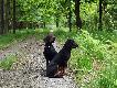 idzie jele� :)