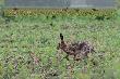 G�ra pow g�rowski. 24.05.2014. Dawno nie widzia�em tylu zaj�cy. By�y bardzo aktywne, a na polach z kukurydz�, burakami i s�onecznikiem by�o je wida�. W�a�ciwie to wsz�dzie jak si� spokojnie rozejrze� to by� zaj�c w polu widzenia. Jakby sie po�ozy� na drodze to na pewno by jaki� przykica�. Ten na dole bieg� po �ladach jak posokowiec za par�. Wbieg� w krzaki dok�adnie w tym samym miejscu co one.