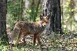 31-05-2014. Troch� po po�udniu by�o. Szed� pod wiatr a ja za nim. Ale po 20 minutach si� zorientowa�. Jad� jakie� chrab�szcze chyba, a raz uda�o mu si� co� wi�kszego upolowa� w trawie.