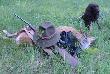 To by�o nasze pierwsze spotkanie... Odda�em strza� do rogacza na oko�o 130 metr�w. Cap po klasycznej rakiecie wpad� do lasu, a ja jak fryc po oko�o dwoch minutach by�em na zestrzale, nic nie znajduj�c. Poszed�em do samochodu po psa... Otok oczywi�cie zosta� w domu. Pod�o�y�em na zestrza� 15 miesi�czn� suke, kt�ra luzem zacz�a wypracowywa� trop. Po oko�o 10 metrach pokaza�a bardzo obfit� farbe. Po przej�ciu 50 metr�w mocno sfarbowanym tropem doszl�my do �o�a. I tu zrobi�em drugi szkolny b��d, zamiast �ci�gn�� suke z tropu i da� rogaczowi p� h, to ruszyli�my dalej. Kajra po oko�o 100 metrach dalszej pracy ruszy�a rogacza z m�odnika i posz�a za nim w gon, ale szcz�liwie dla mnie po oko�o 200 metrach zacz�a stanowi� mojego my�kusa, a ja doko�czy�em moje wielkie b�edy... Rogacz dosta� na mostek, a kula wysz�a przodem �opatki. Jakbym da� rogaczowi przys�owiowe 10 minut cap zgas� by w pierwszym �o�u 50 metr�w od zestrza�u...Przyznaje si� do mojego wielkiego b�edu i radze wszystkim, Koledzy i Kole�anki nigdy nawet b�d�c pewnym strza�u nie spieszmy si� do strzelanej zwierzyny...A zw�aszcza gdy nie mamy pod r�k� u�o�onego psa... Darz B�r
