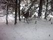 Cielak
Spotkanie w m�odniku