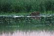04-06-2014 Wpad�em do bobrowej krainy zanim bobry nie wyprowadz� si� na rzepaki