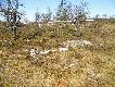 Nie wiem, co zabi�o t� kl�p�, ale na ko�ciach s� �lady z�b�w rosomaka, i wok� le�� jego odchody..