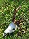 Strzelony rano 7.06.14 r. o godz. 6.10 z podchodu (data na zdj�ciu �le ustawiona)