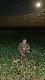 12-06-2014 Udane �owy, gdy� rudzielec z lewej zako�czy� pierwsz� setk�, a drugi rozpocz�� drug� setk� strzelonych rudzielc�w. (10, 11)