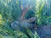 22.05.2014r. Spostrzeg�em daleko tego koz�a i od razu mnie zainteresowa�. Niestety po chwili po�o�y� si� w zbo�u, ale wiedzia�em przy kt�rej �cie�ce technologicznej le�y. Zdecydowa�em si� podej�� go bli�ej i obejrze�. Uda�o si� i ju� wiedzia�em, �e to selekt. Sta�em tak z 10 min i czeka�em, a� wstanie. W ko�cu mnie zobaczy� i ruszy� biegiem w kierunku rzepaku. W ko�cu przystan�� i RWS w kalibrze 223 Rem go dogoni�. Spodoba� mi si� jeszcze bardziej jak do niego podszed�em. By�a godzina 5.30. Darz B�r!