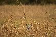 Zrobi� oczy jak "�o� na bagnach" :-) Troch� �le skadrowany , ale to by� szybki strza� .D.B