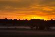 Zbyt pi�kne by to by�o gdyby przed wschodem s�o�ca tak pozowa�y dziki :-(