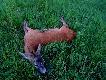 Wid�ak z bia�� �atk� na tylnej cewce. Strzelony ok 0,7 km od miejsca gdzie wypatrzy�em go wiosn�  Waga 20kg 